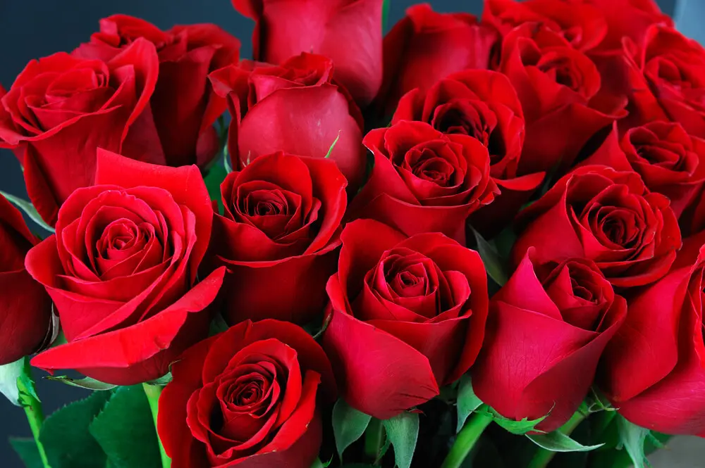 Rose-rouge-st-valentin-Tiny.jpg Red rose valentine Tiny